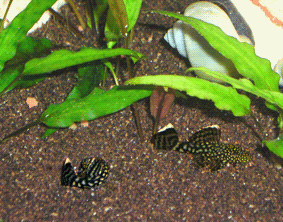 Granatsand (2) schwarz im Aquarium